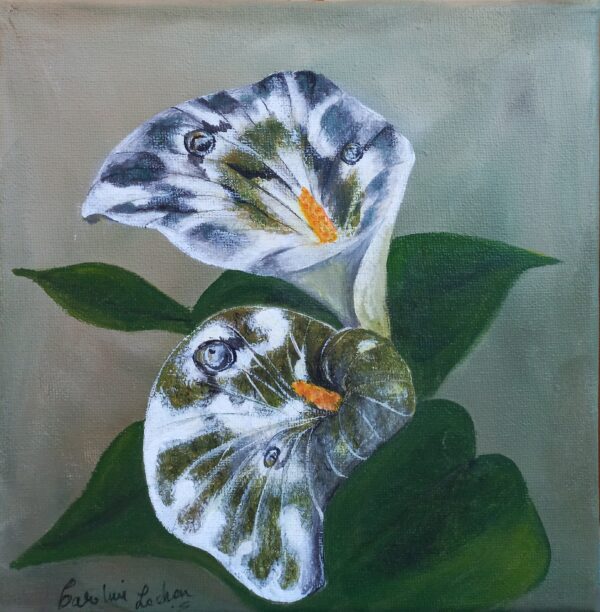 Fleurs aux ailes de papillons d'Arum